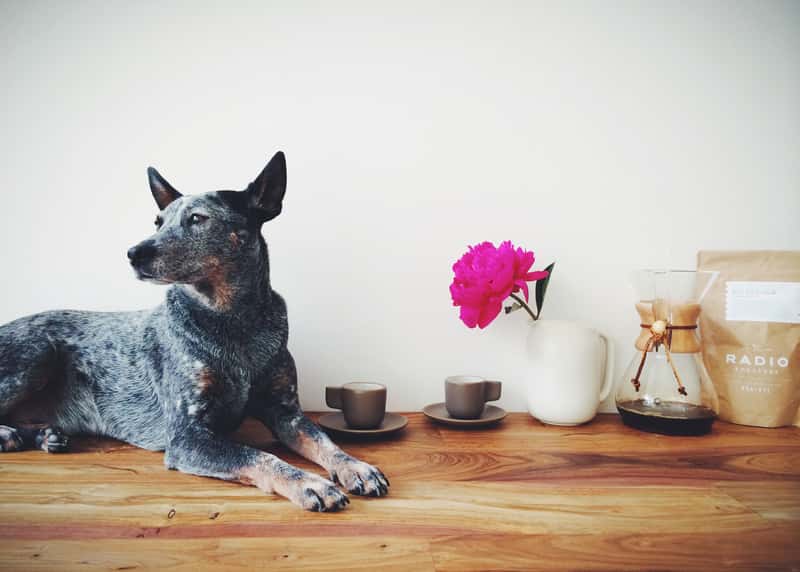 Radio Roasters with Dog